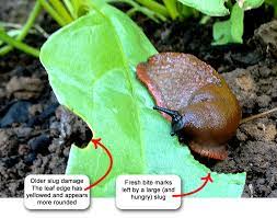 coffee grounds get rid of slugs and snails
