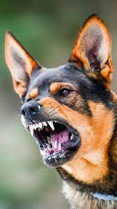 7 most dangerous dog breeds economictimes