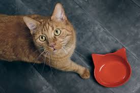 what to feed a cat with diarrhea vetster