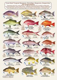 Fishermans Fish Identification Cards Slates Qld Great