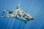 Water shark