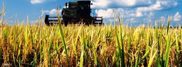 Image result for rice farming business