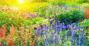 How To Have A Beautiful Garden In Full Sun
