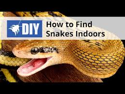 Find Snakes Indoors Snake Inspection