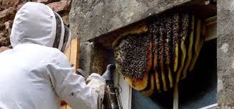 Sugar Land Bee Removal Experts Delpa