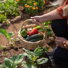 combat pests in your veggie garden with