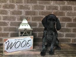 german shorthair pointer puppy black