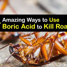 boric acid for roaches killing