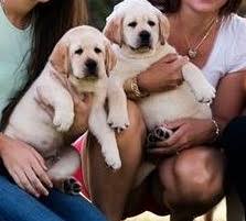 Breeder of top quality english style labrador retrievers with a classic look *** pursing the preservation of the pure bred labrador retriever *** top breeder of labradors. 11 Best Labrador Breeders In Florida 2021 We Love Doodles