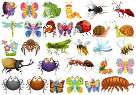 Insect Vectors Photos And Psd Files Free Download