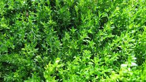 how to care for a green carpet plant