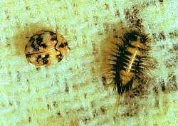 carpet beetles what are they how do