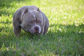 The American Bully Best Dog Food Supplements Training