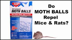 will moth repel mice from your rv