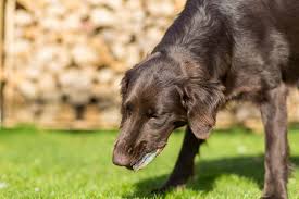 dog throwing up white foam