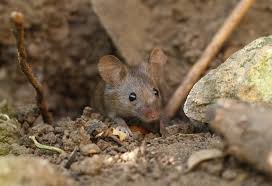 Die mäuse leben nicht nur wild und im freien, sondern die gattung der hausmaus gilt als ausgesprochener kulturfolger, da sie sich ausschließlich nur in den behausungen des menschen. Mause Vertreiben So Werden Sie Die Schadlinge Giftfrei Los