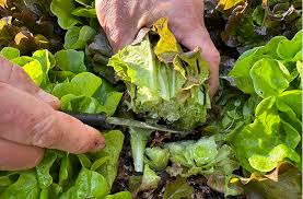3 ways to harvest leaf lettuce cut