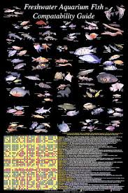 Freshwater Aquarium Fish Compatibility 1000 Aquarium Ideas