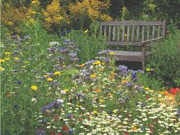 How To Grow An Annual Wildflower Meadow