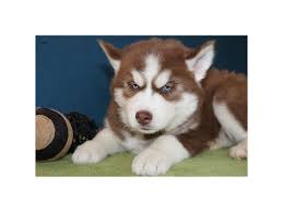 While this is certainly a popular variation of the breed, there is huge diversity across the husky gene pool. Siberian Husky Dog Female Red White 2340523 Petland Lewis Center