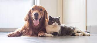 Our furry friends aren't just, well, friends. Pet Online Shopping Mall Find The Best Prices And Places To Buy