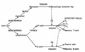 Immune Defense Against Bacterial Pathogens Adaptive Or