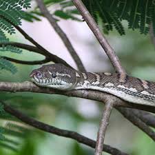 snake of suburban brisbane id snake