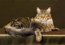 cat breeds with ear tufts