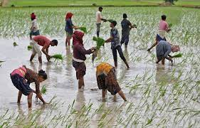 My Paddy Crop Cutting Natural Paddy Cultivation In India Youtube gambar png
