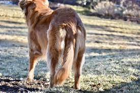 limp tail in dogs
