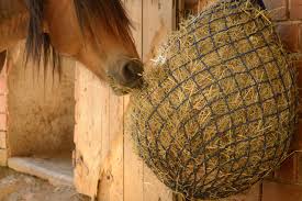 all about horse hay
