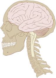 There are no organs on your back (apart form the skin). Human Brain Wikipedia