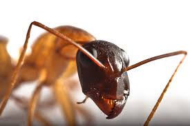 Mit diesen tricks werden sie die insekten wieder los. Ameisen Im Haus Vermeiden Und Bekampfen So Geht S Focus De