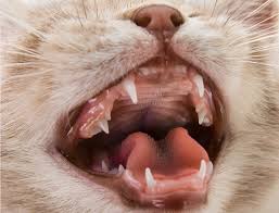 Between 3 and 4 weeks of age, kittens have their first set of teeth start to erupt. Your Kittens Baby Teeth Tufts Catnip