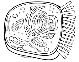 Coloring worksheet animal cell coloring key image information: Animal Cell Coloring