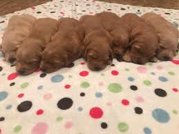 Check spelling or type a new query. Michigan Golden Retriever Puppies Adults For Sale Posts Facebook