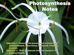 Ppt Photosynthesis Notes Powerpoint