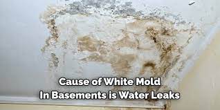 Get Rid Of White Mold In Basement