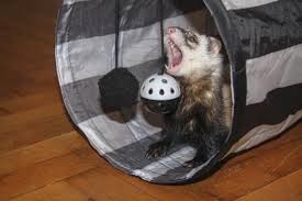 best toys for pet ferrets