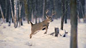 Wallpaper snow, wood, winter, deer ...
