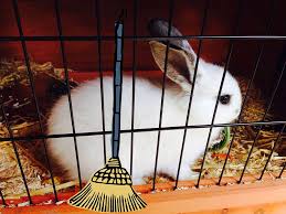 how to clean a rabbit cage petsial