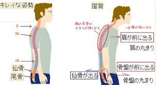 「仙骨」の画像検索結果