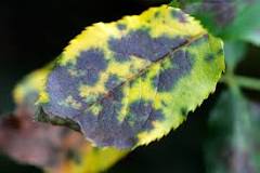 What does black spot fungus indicate?