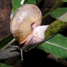 snails sacrifice a foot to snakes