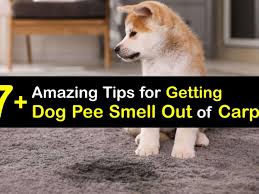 removing dog urine from carpet