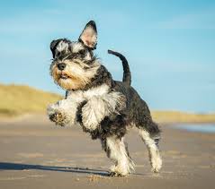 schnauzer standard puppies and dogs