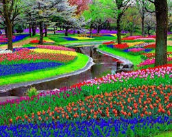 Image result for keukenhof belanda