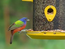 attract birds to a feeder