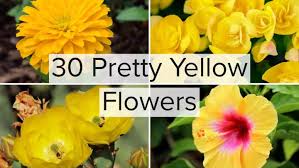 Check spelling or type a new query. 30 Types Of Yellow Flowers A To Z Photos And Info Home Stratosphere