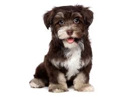 The havanese is the perfect definition of a small, cute dog. 1 Havanese Puppies For Sale In Orlando Fl Uptown